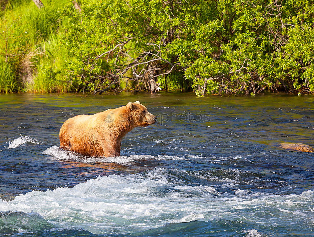 Similar – Bear Valerie Brown bear