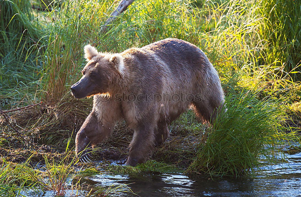 Similar – Teddybär Jagd Umwelt Natur