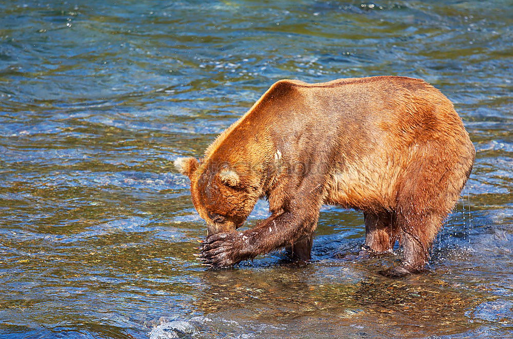 Similar – BEAR Bär Wildtier wild