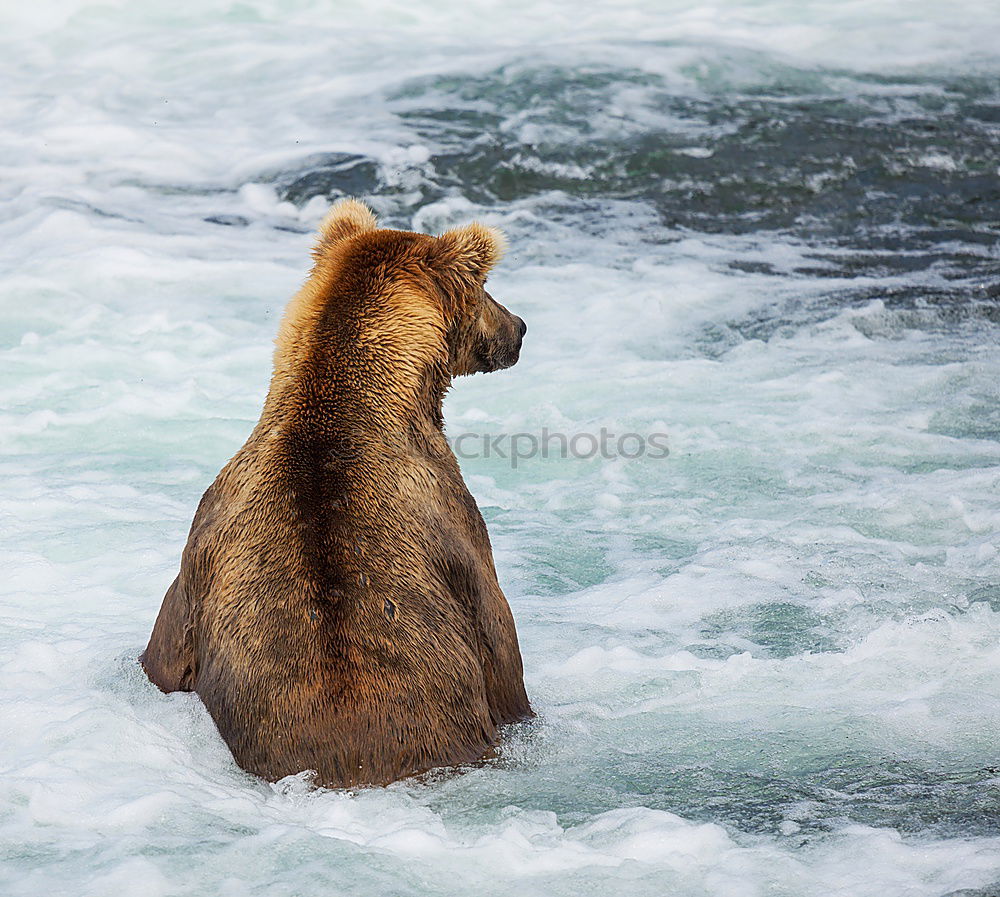 Brown bear on salmon catch