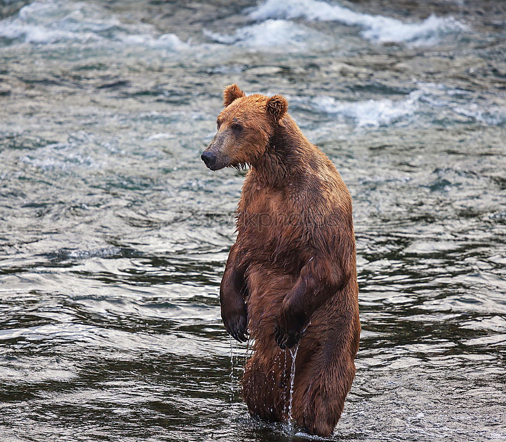 Similar – Brown bear on salmon catch