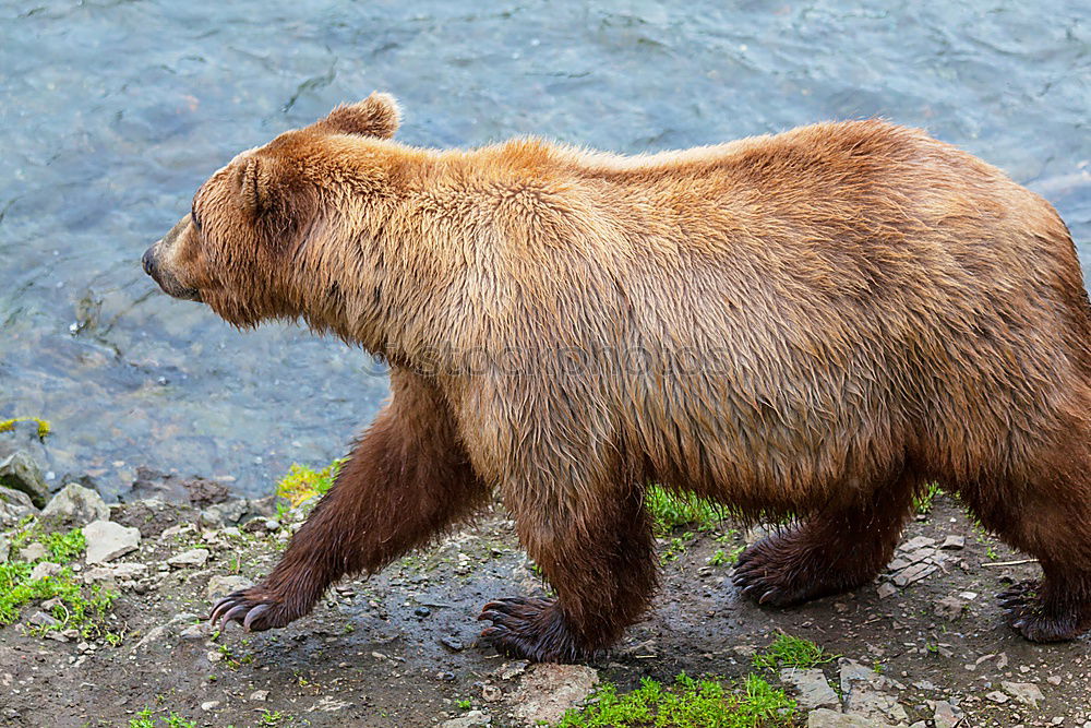 Similar – BEAR Bär Wildtier wild