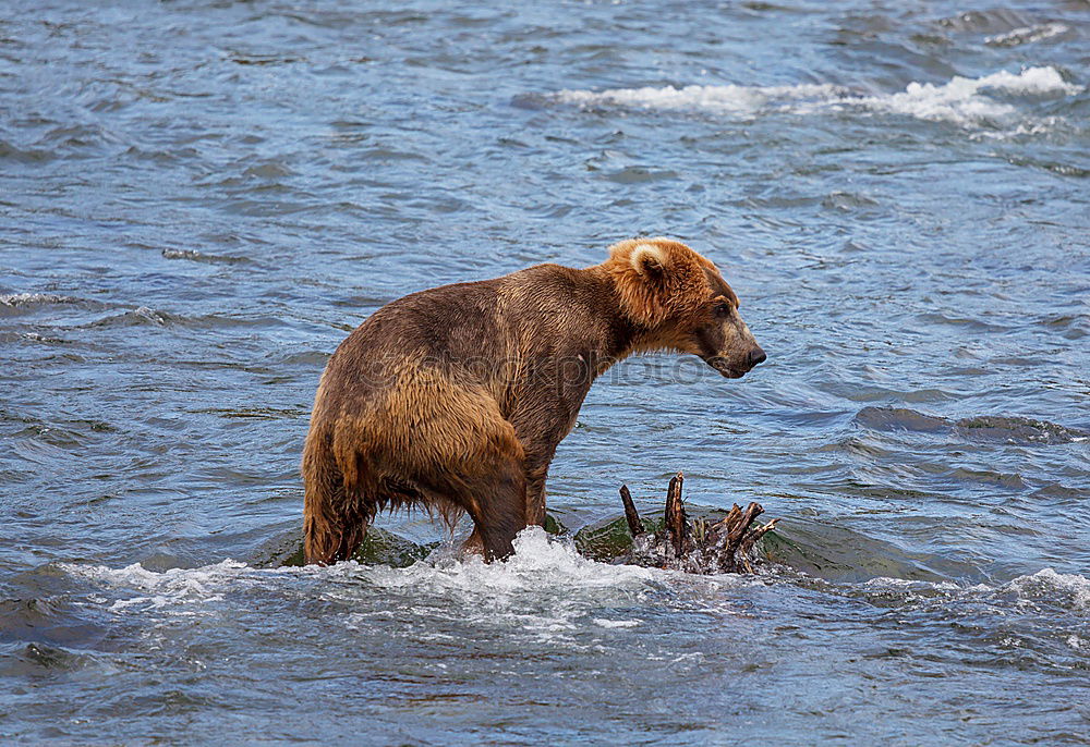 Similar – Brown bear on salmon catch