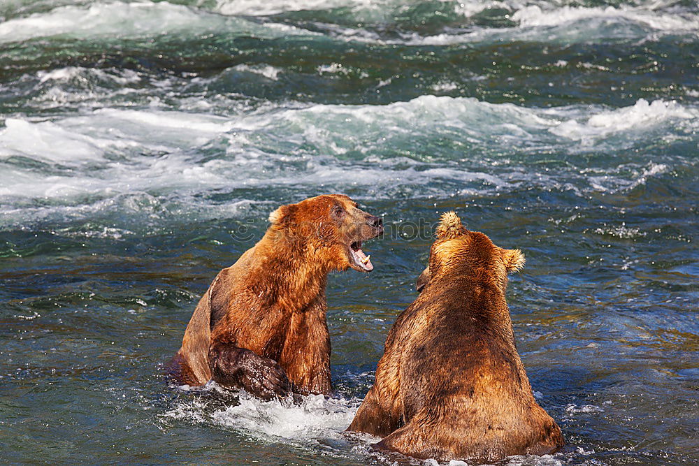 Similar – Image, Stock Photo Two bears having a serious conversation in a river