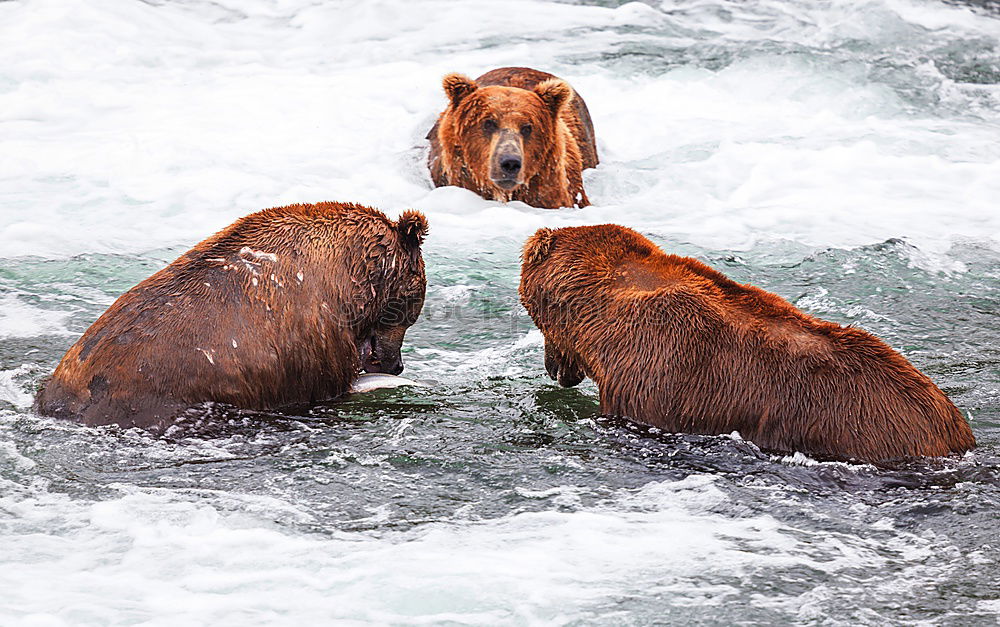 Similar – Image, Stock Photo Two bears having a serious conversation in a river