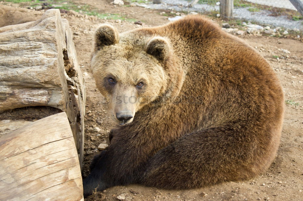 Similar – Image, Stock Photo sluggard Zoo Animal