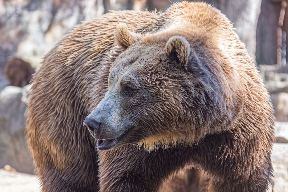 Similar – Image, Stock Photo Brown Bear (Ursus Arctos) Portrait