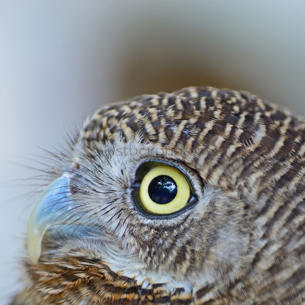 Similar – Image, Stock Photo Common swift young bird