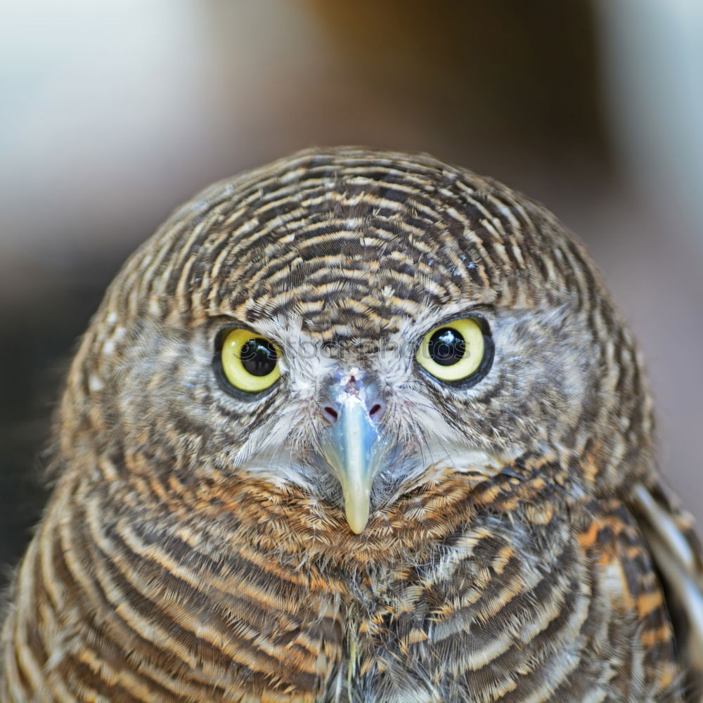 Image, Stock Photo Blackbird chick Animal