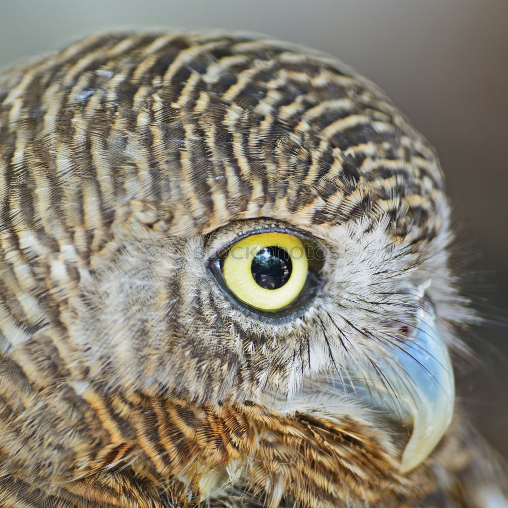 Similar – Image, Stock Photo Blackbird chick Animal