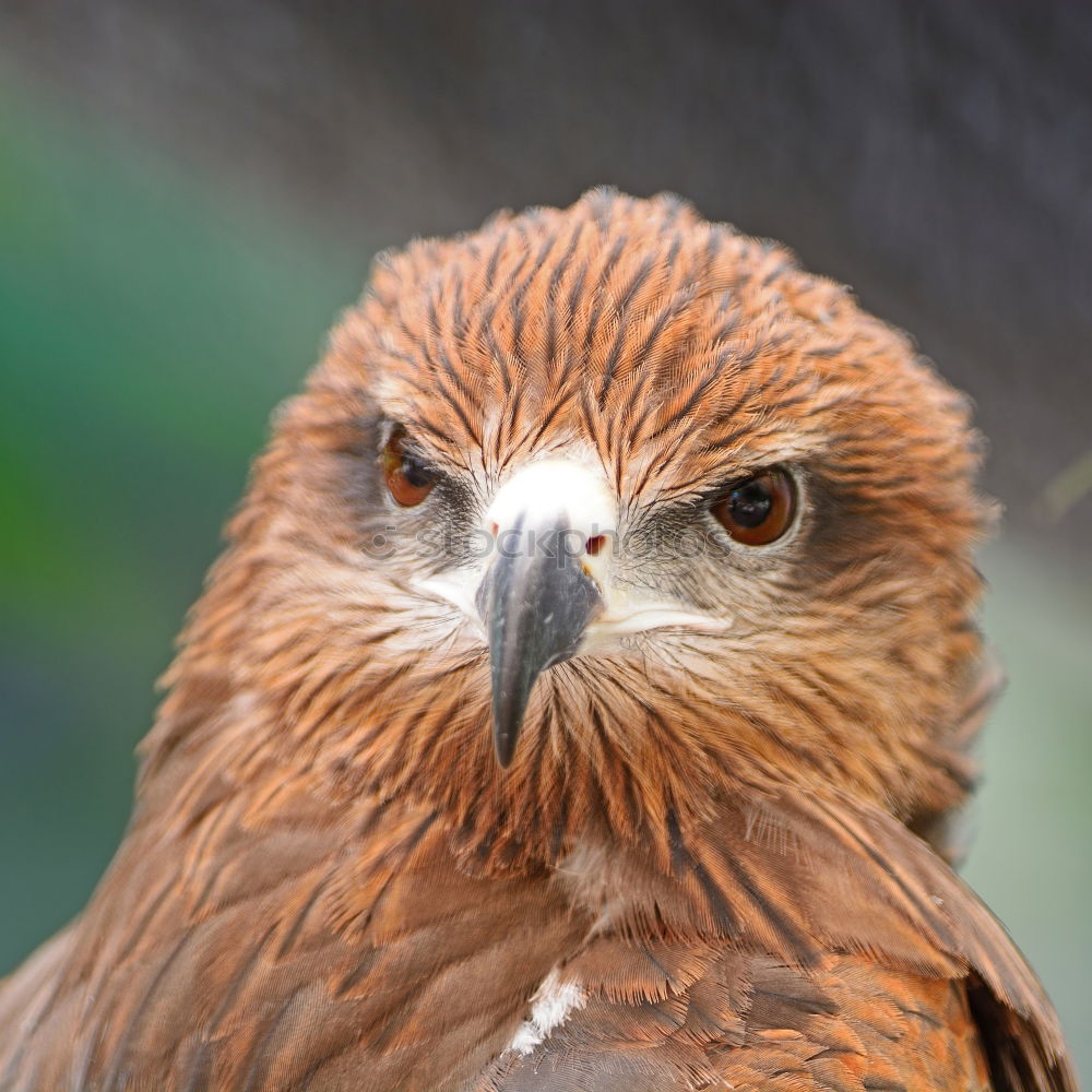 Similar – Image, Stock Photo A hawk eagle Hunting