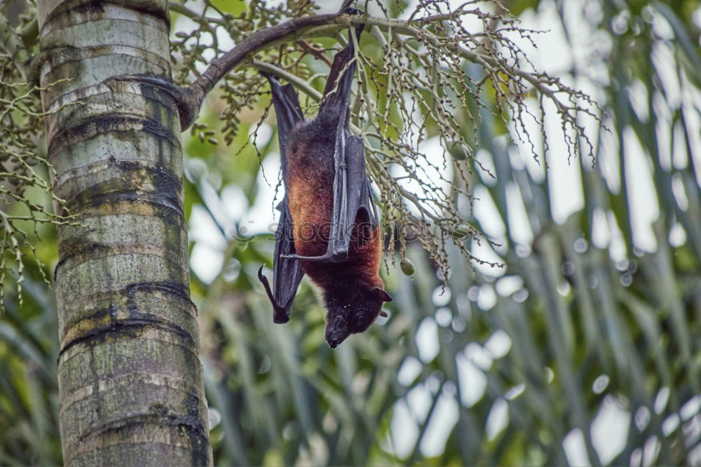 Similar – nasal monkey descending