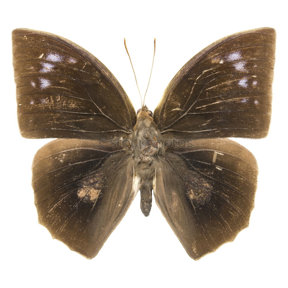 Similar – schmetterling Insekt