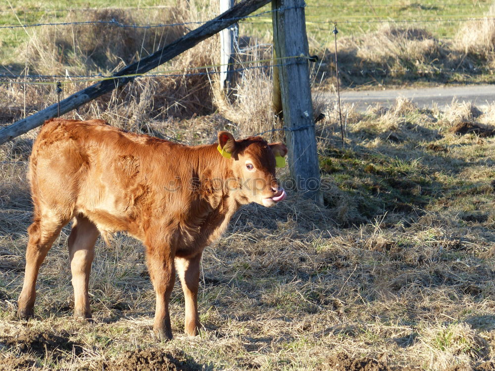 Similar – Image, Stock Photo calf Nature Animal Tree