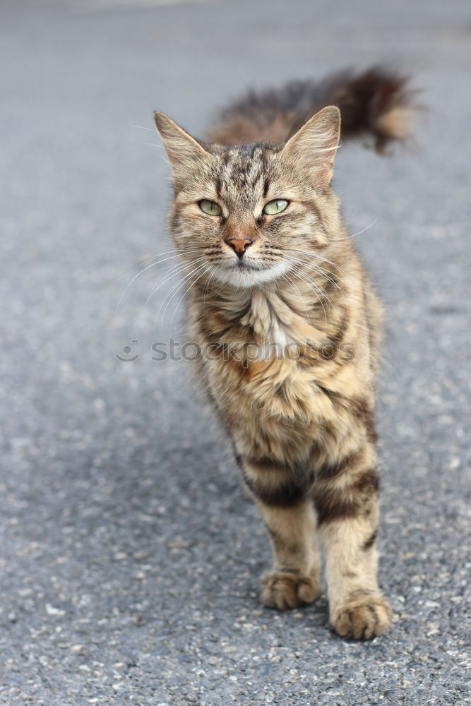 Similar – Image, Stock Photo On quiet paws Animal Cat 1