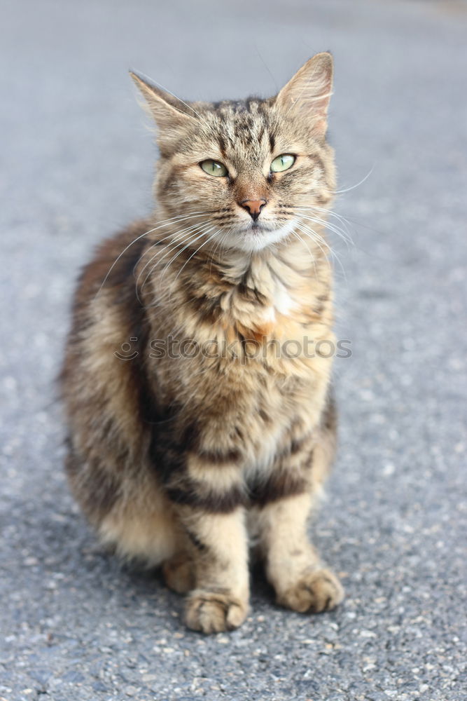 Similar – Mimikry Katze Bürgersteig