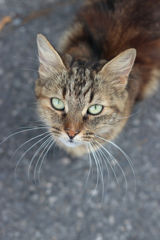 Similar – Image, Stock Photo Catwalk I Domestic cat