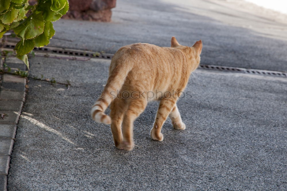 Similar – Paw way! Grass Roadside