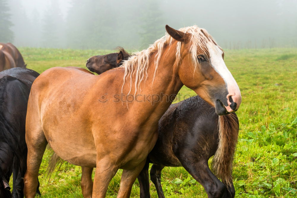 Similar – herd of horses Horse Brown