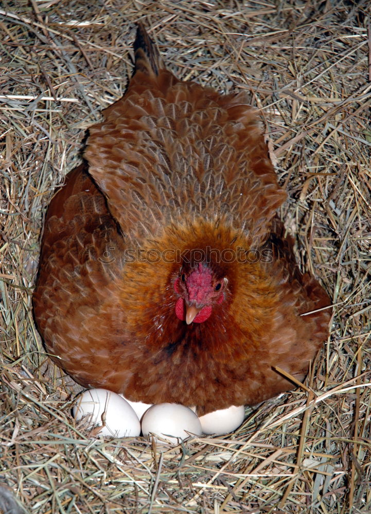 Similar – favourite place Barn fowl