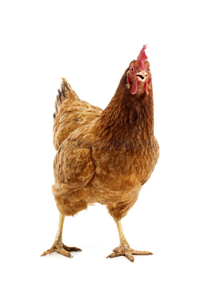 Similar – hen looking at the camera