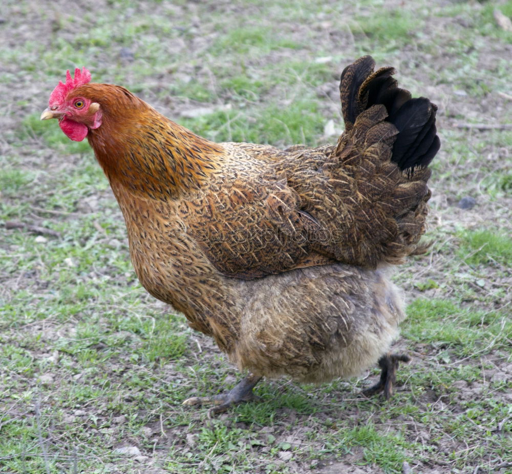 Similar – cock Nature Meadow Animal