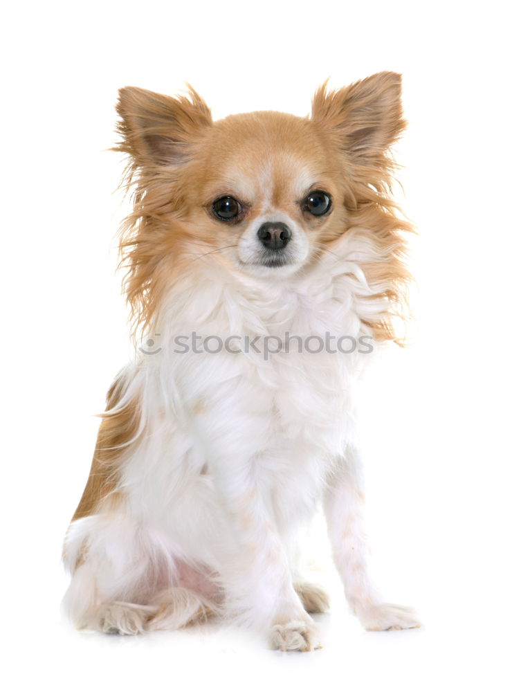 Similar – Image, Stock Photo dog Animal Pet Dog