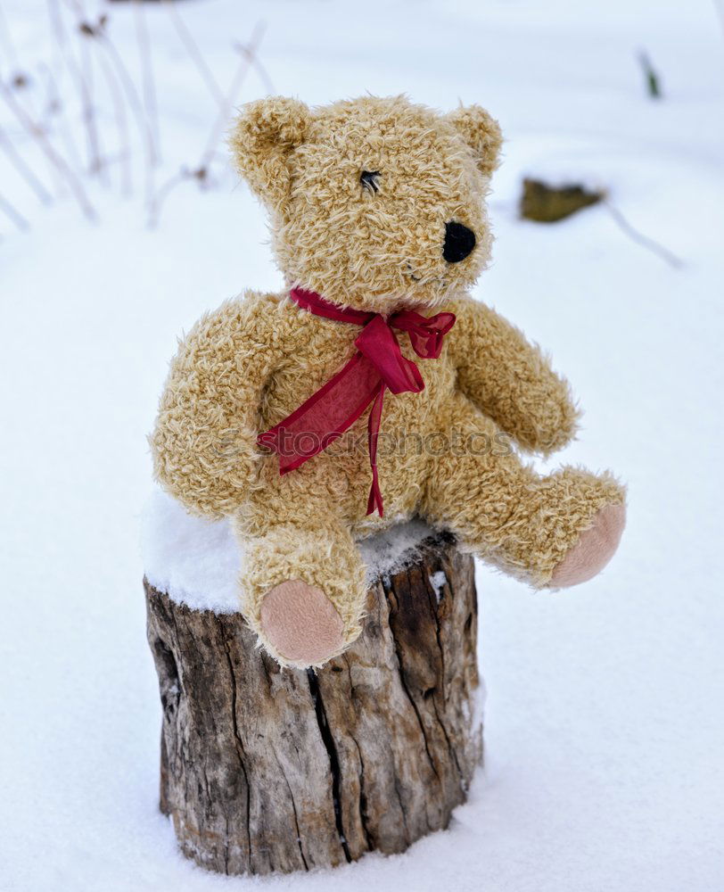 Similar – old teddy bear in a scarf sits on white snow