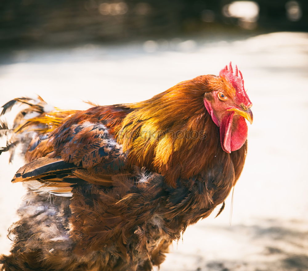 Similar – Image, Stock Photo Happy chickens look different!