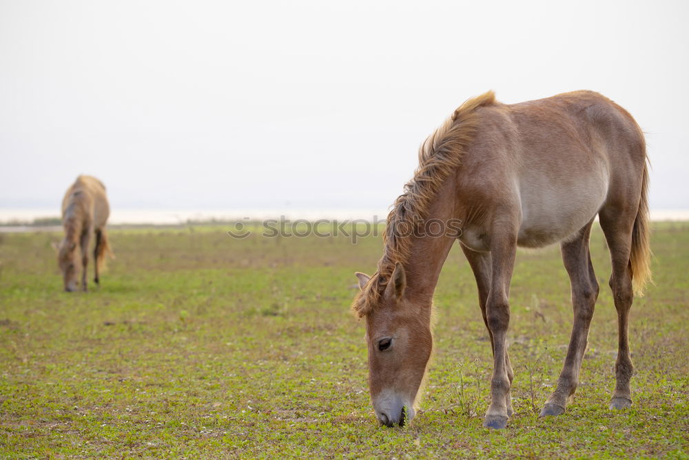 Similar – Image, Stock Photo sea apple Horse Tails Firm