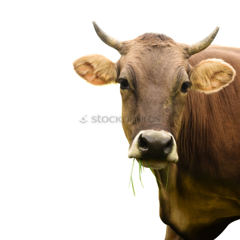 Similar – Swiss cow in the Alps