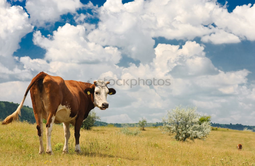 Similar – Cow goes shopping Middle