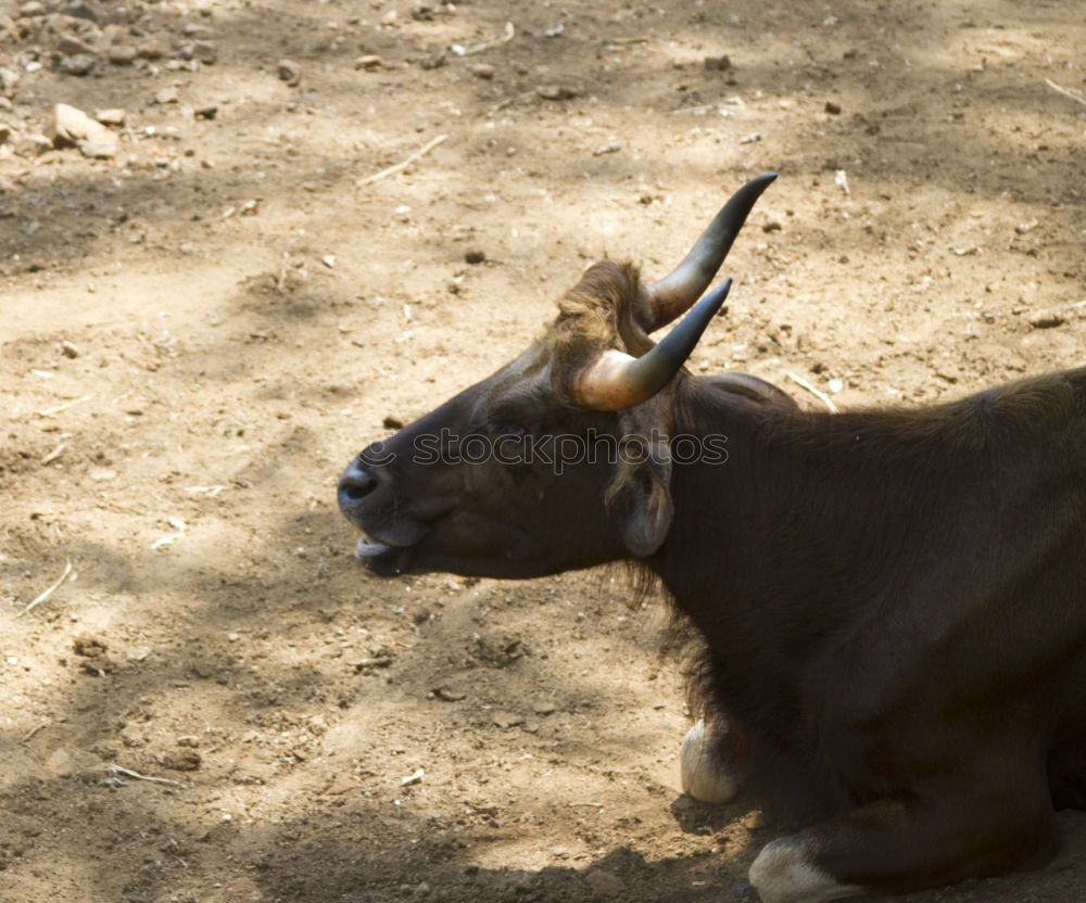 Similar – Image, Stock Photo berta, the nanny-goat.