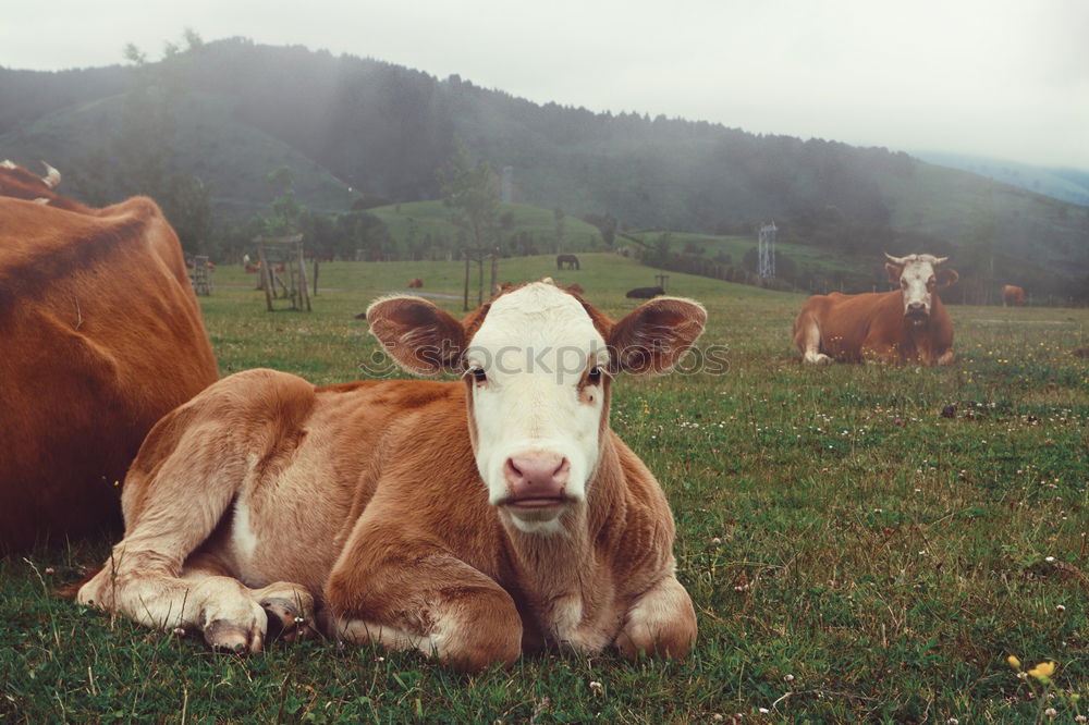 Similar – cow cuddles Mountain