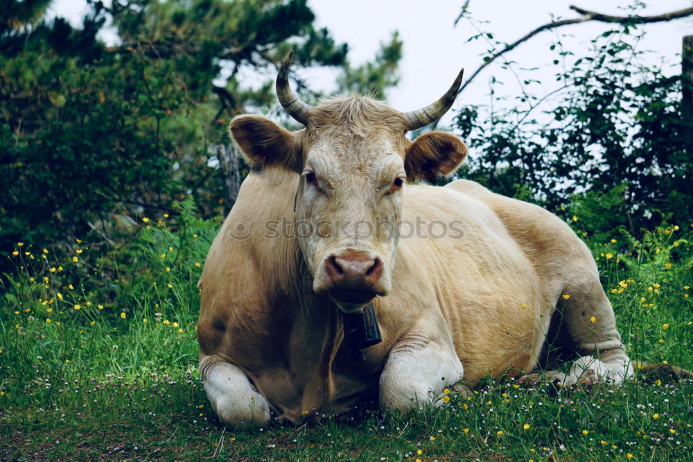 Similar – Image, Stock Photo Crossing the border? | Uffbasse!