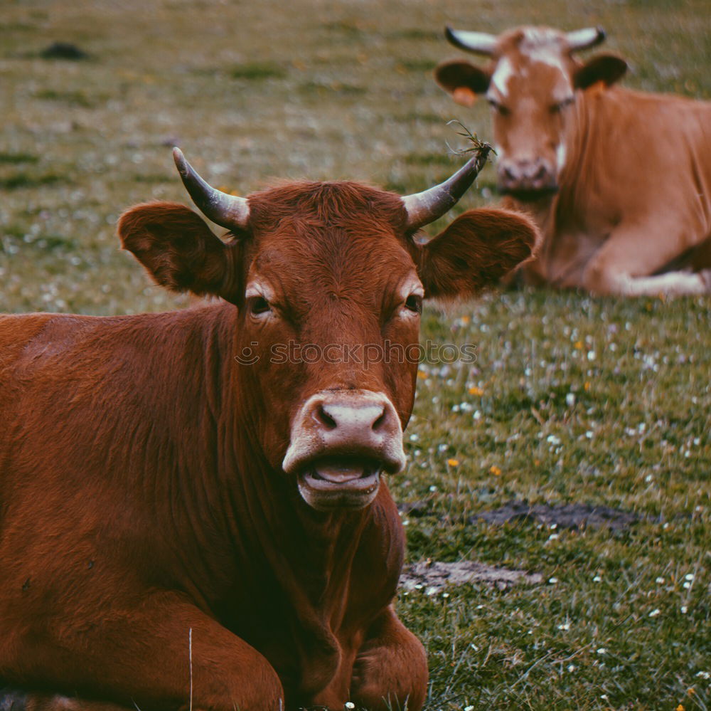 Similar – Foto Bild Muh. Essen Milch Umwelt