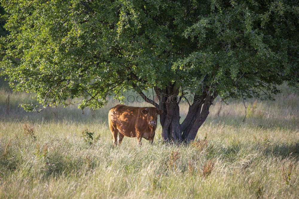 Similar – Image, Stock Photo calf Nature Animal Tree