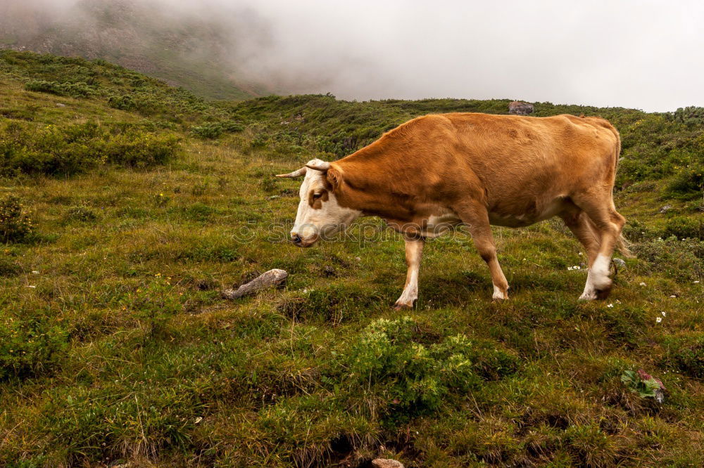 Similar – Portrait: Lying Alpine cow