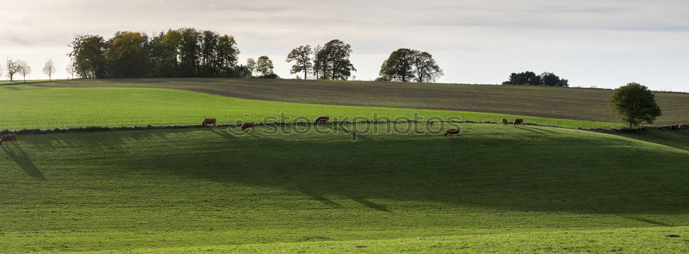 Similar – Foto Bild Schweizer Idyll Gras Wiese