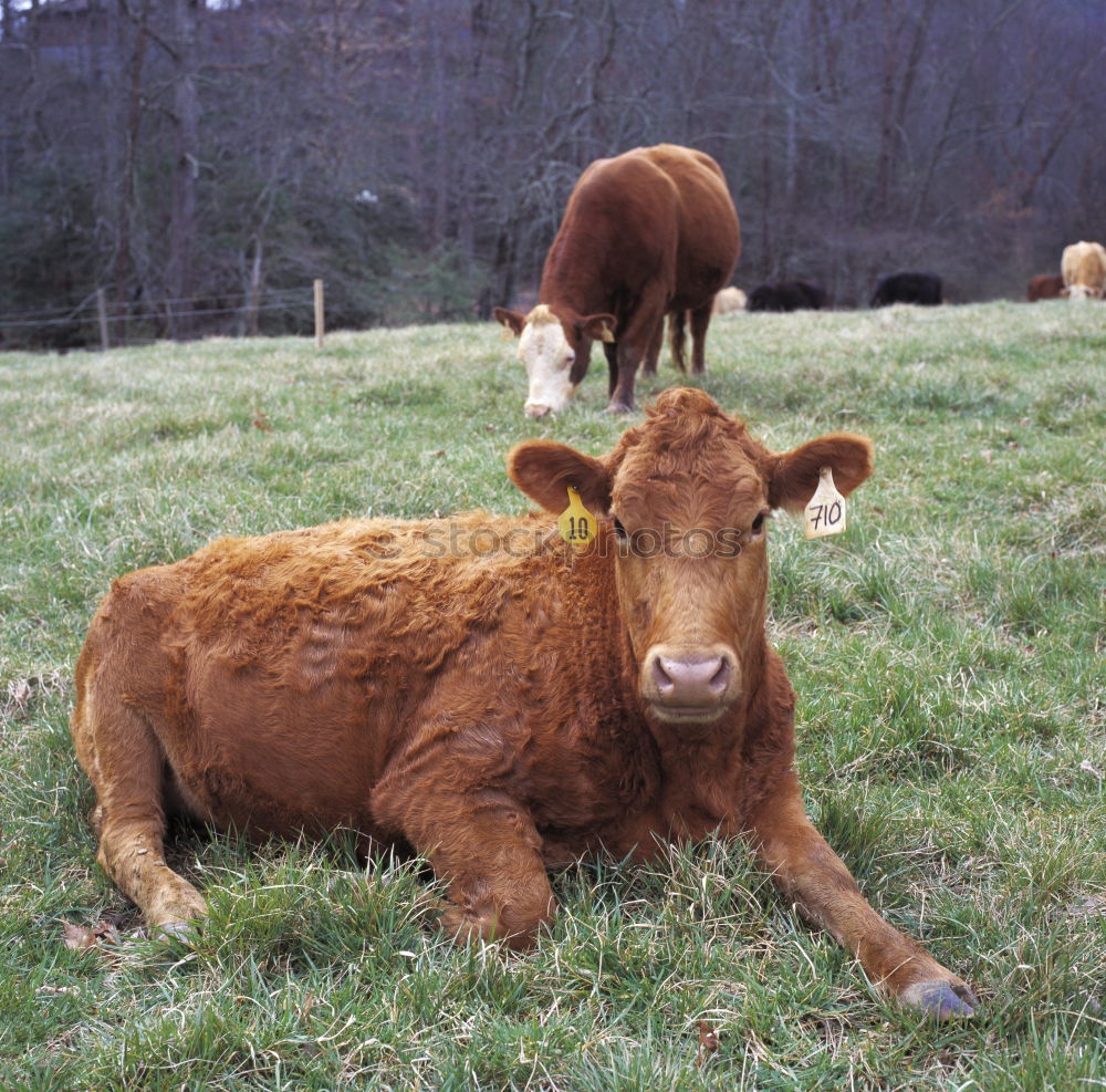 Similar – highland cattle Animal