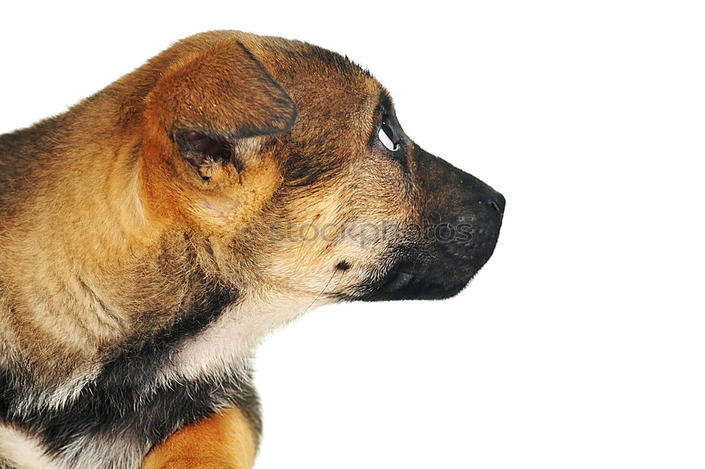 Similar – Image, Stock Photo Small puppy looking at camera