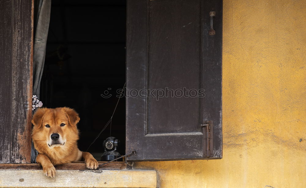 Similar – Image, Stock Photo Animal Animal face 1 Herd