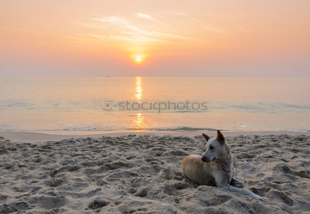 Similar – Child and dog by the sea