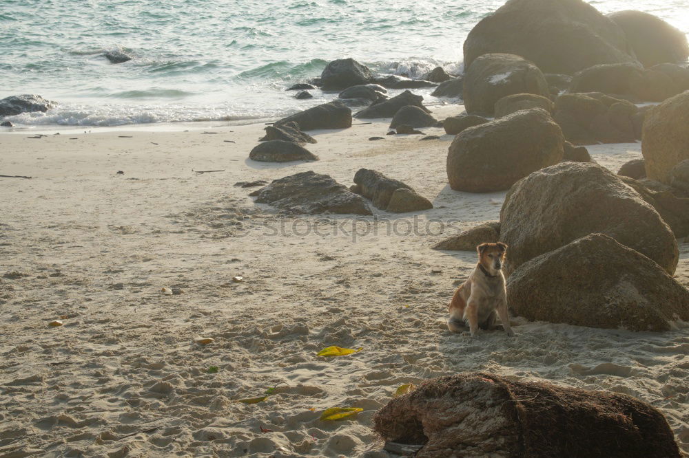 Similar – Steinmandl at the beach