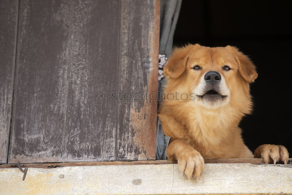 Image, Stock Photo Animal Animal face 1 Herd