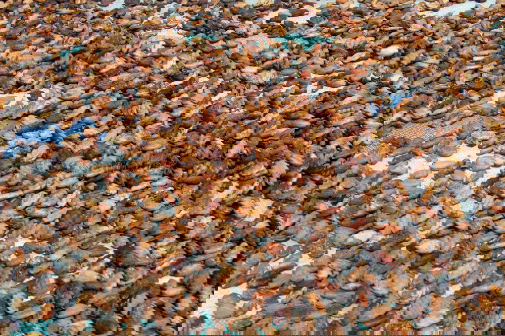 Similar – Foto Bild Muscheln Strand