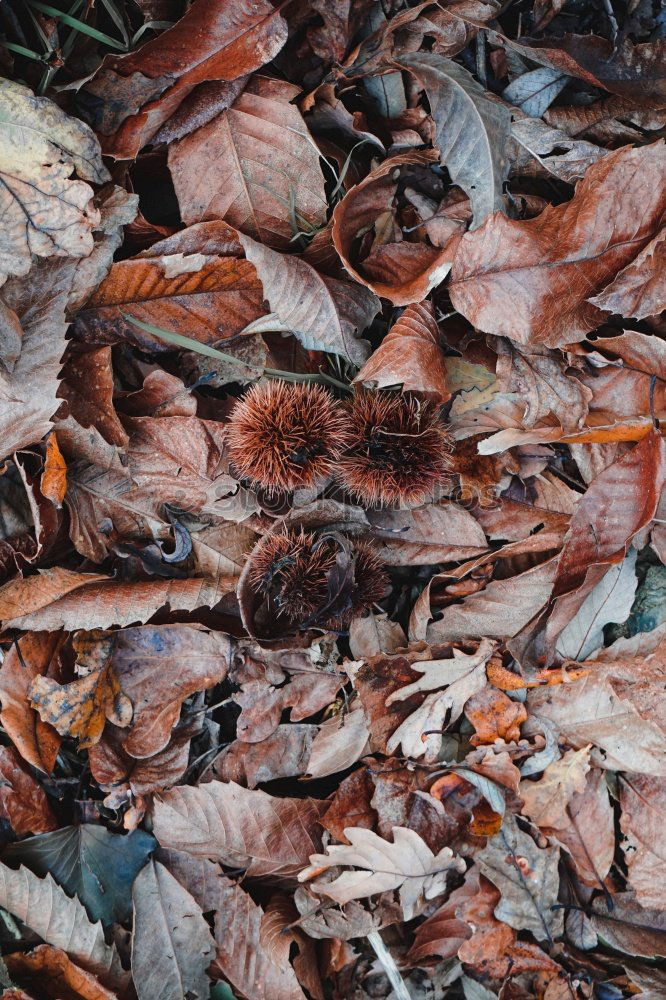 Similar – Hoarfrost covers the leaves on the ground