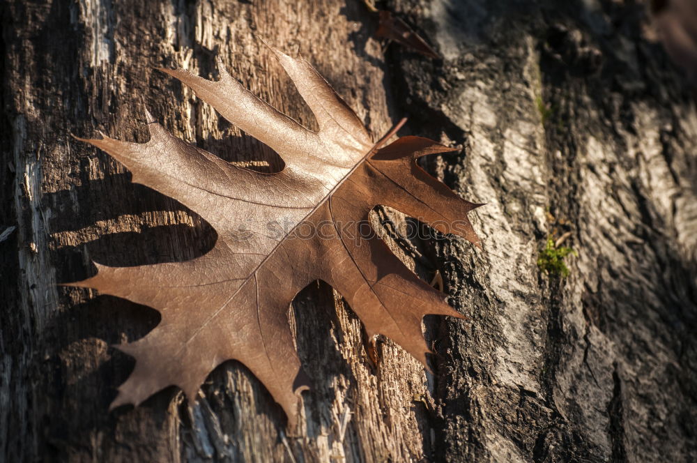 Similar – yellowstone Art Metal