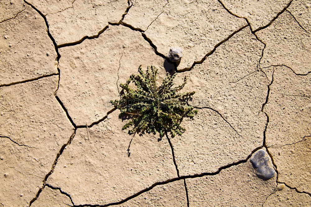 Similar – yellow tennis ball on the dessert ground