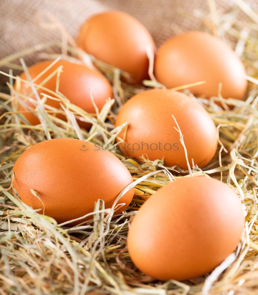 Similar – Natural eggs in nest